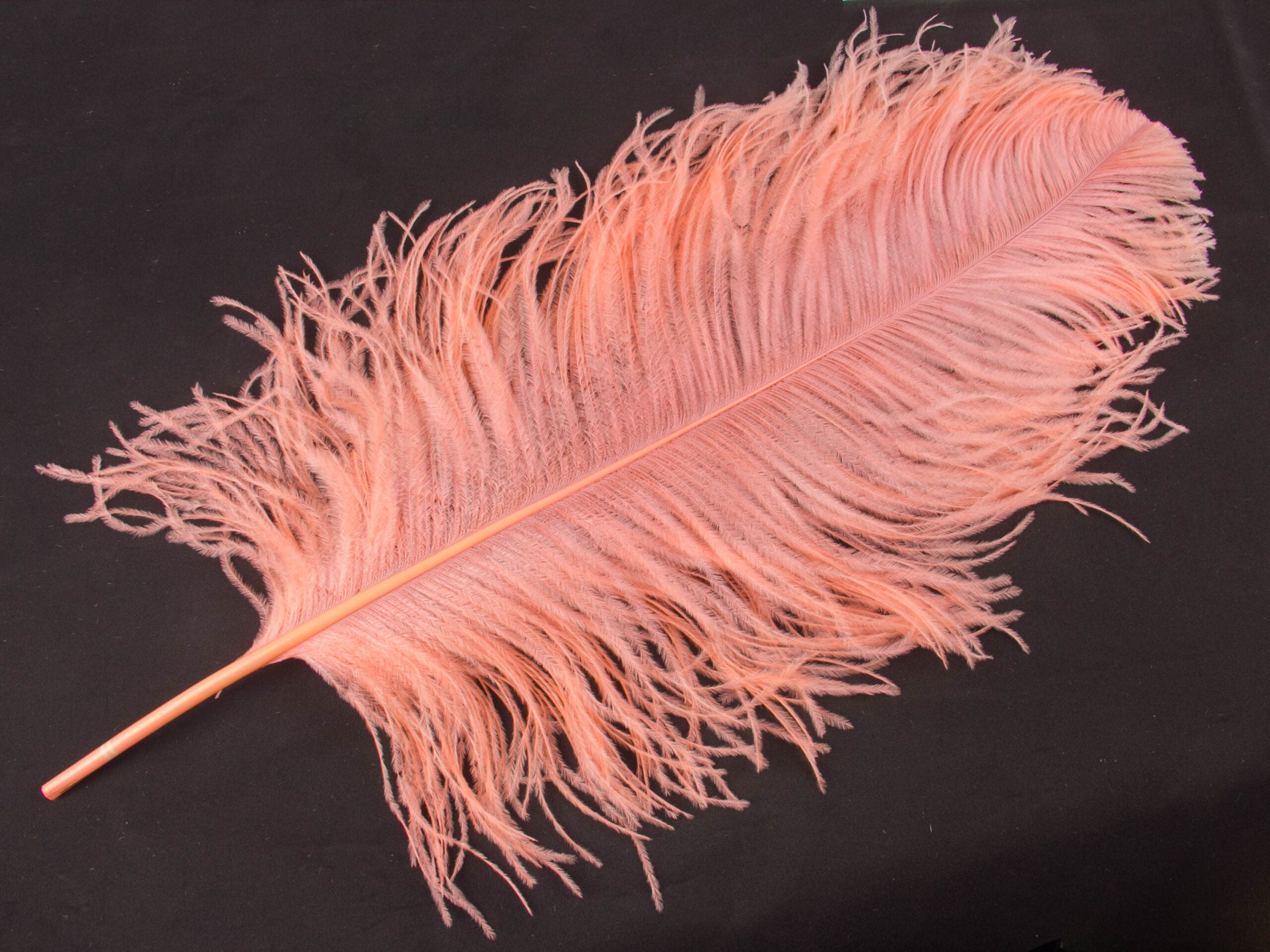 Ostrich Premium Wing Feather (50-65cm) Coral