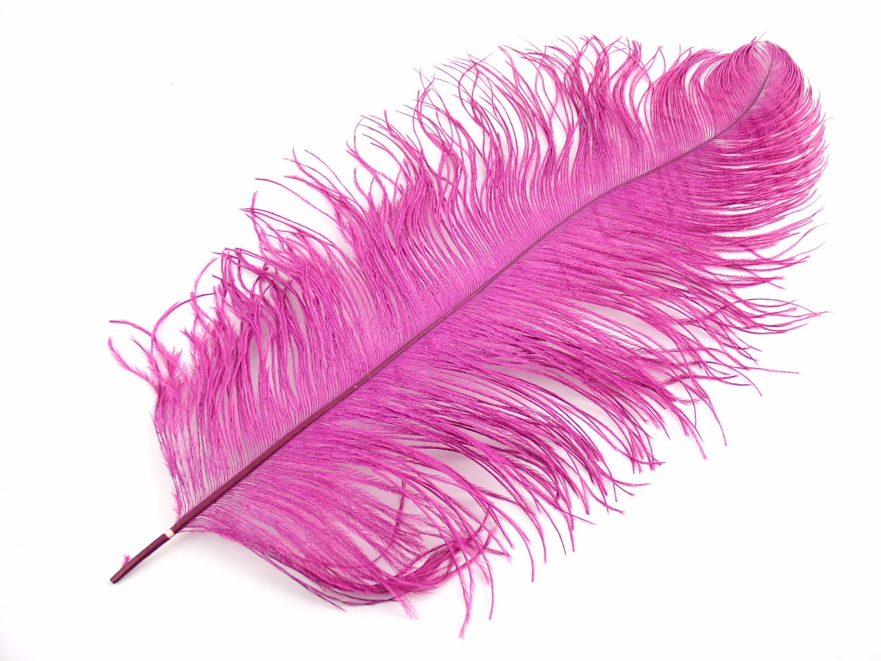 Ostrich Premium Wing Feather