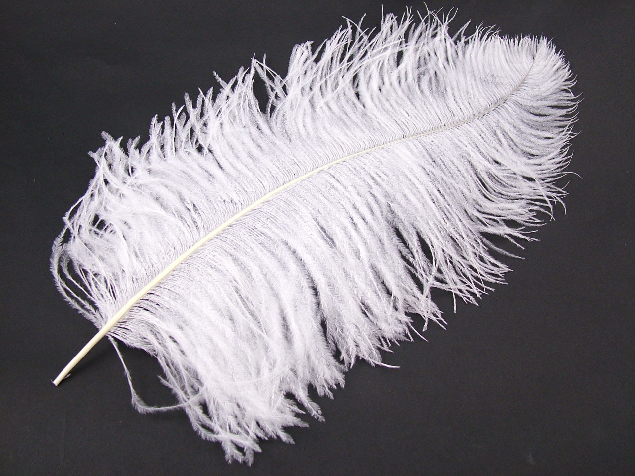 Ostrich Premium Wing Feather (50-65cm) White
