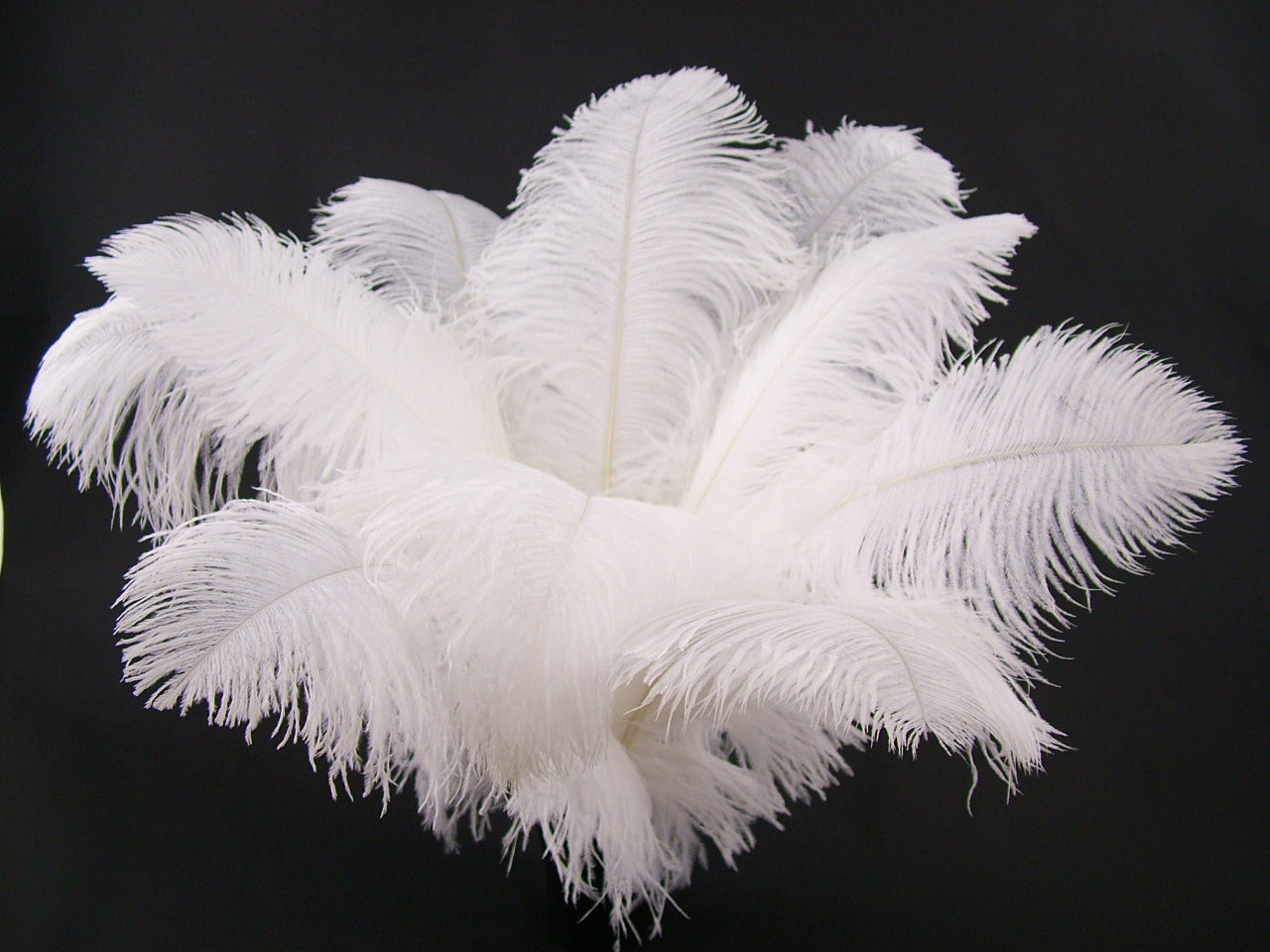 Ostrich Premium Wing Feather
