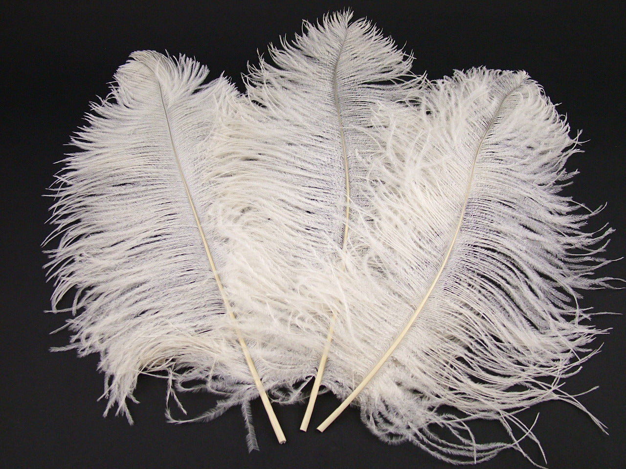 Ostrich Premium Wing Feather Short
