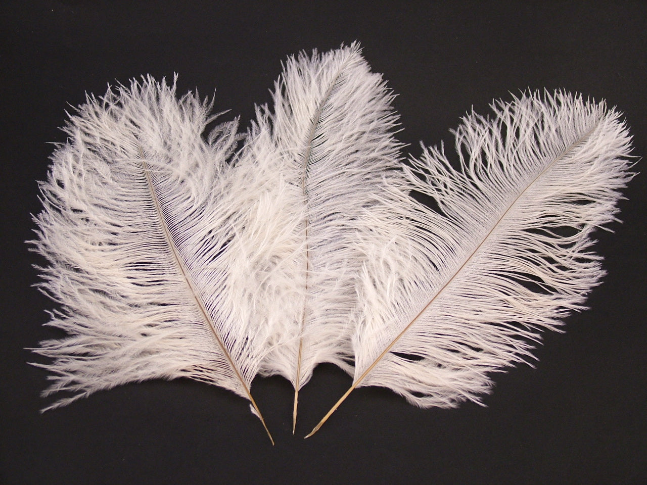 Ostrich Mini Prime Feather