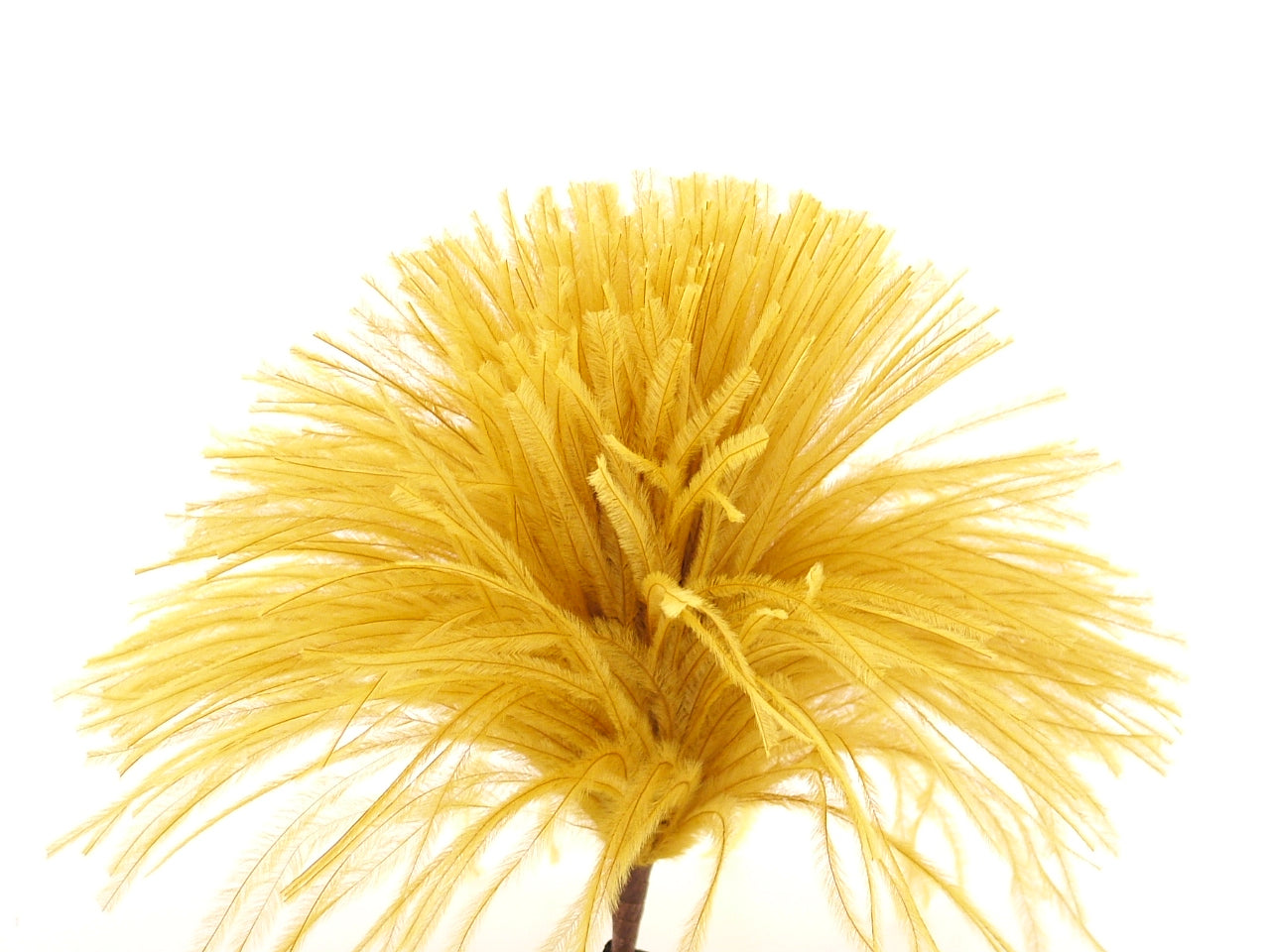 Ostrich Pom