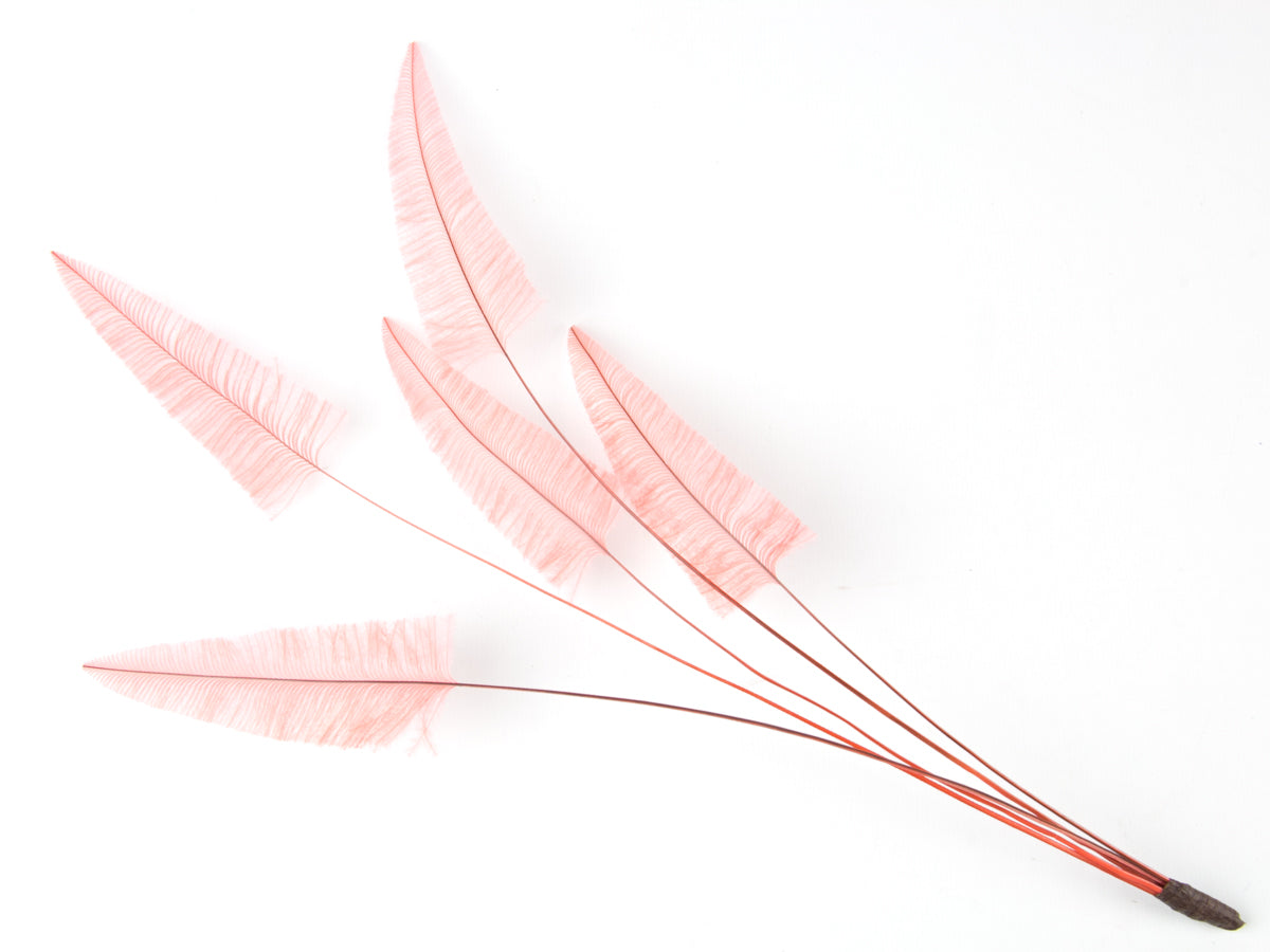 Stripped Ostrich Spray Coral