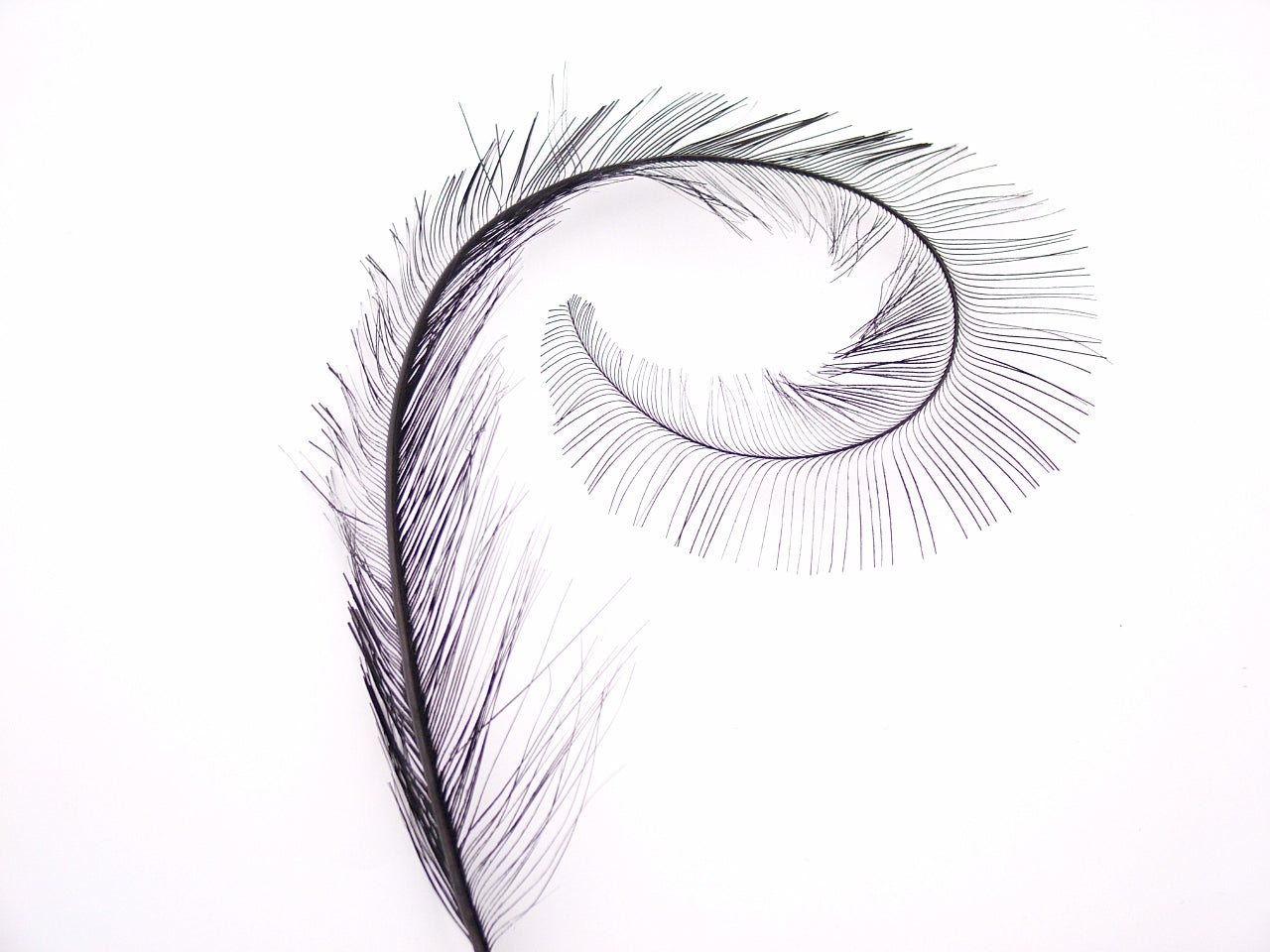 Cut Burnt Curled Spadone Feather