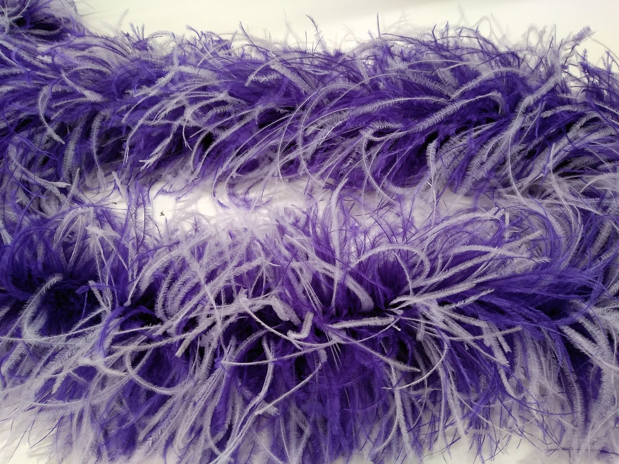 Purple Two Tone