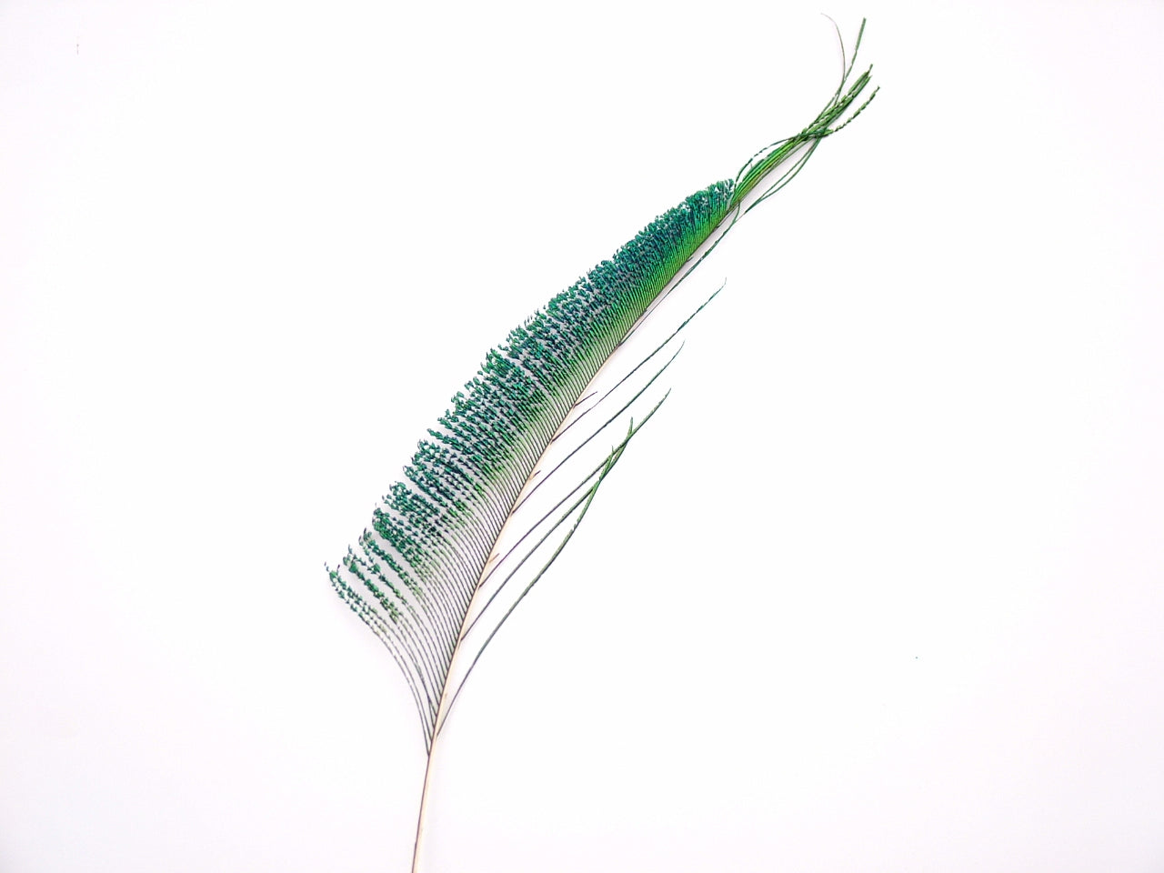 Peacock Sword Feather
