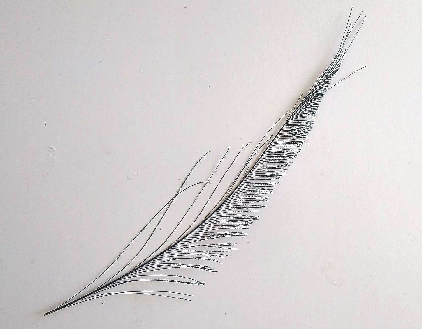 Peacock Sword Feather Dyed 25-30cm, Bottle Green