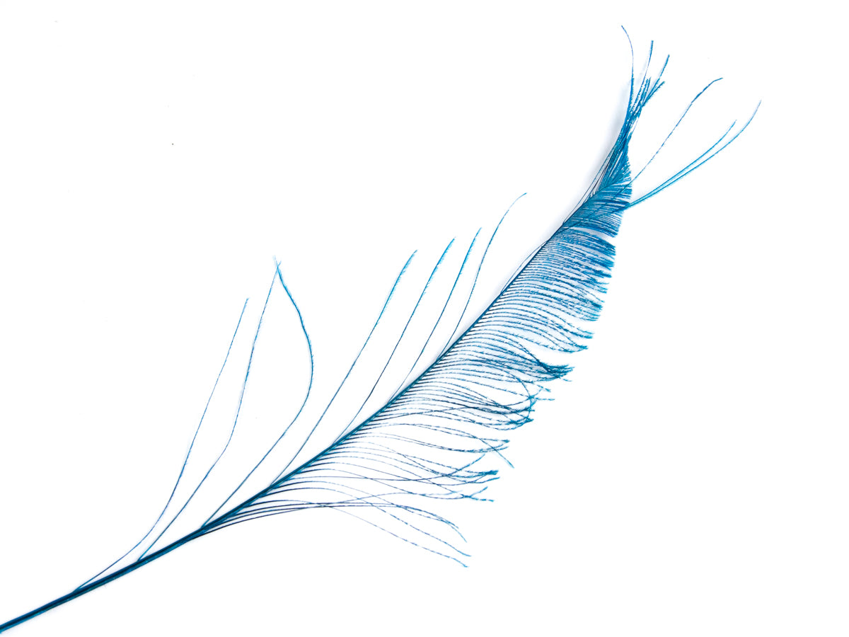 Peacock Sword Feather Dyed 25-30cm, Turquoise