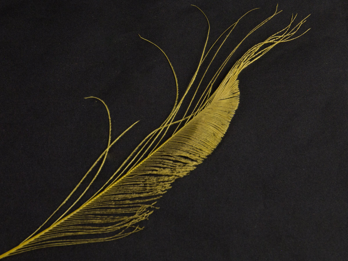 Peacock Sword Feather Dyed 25-30cm, Gold