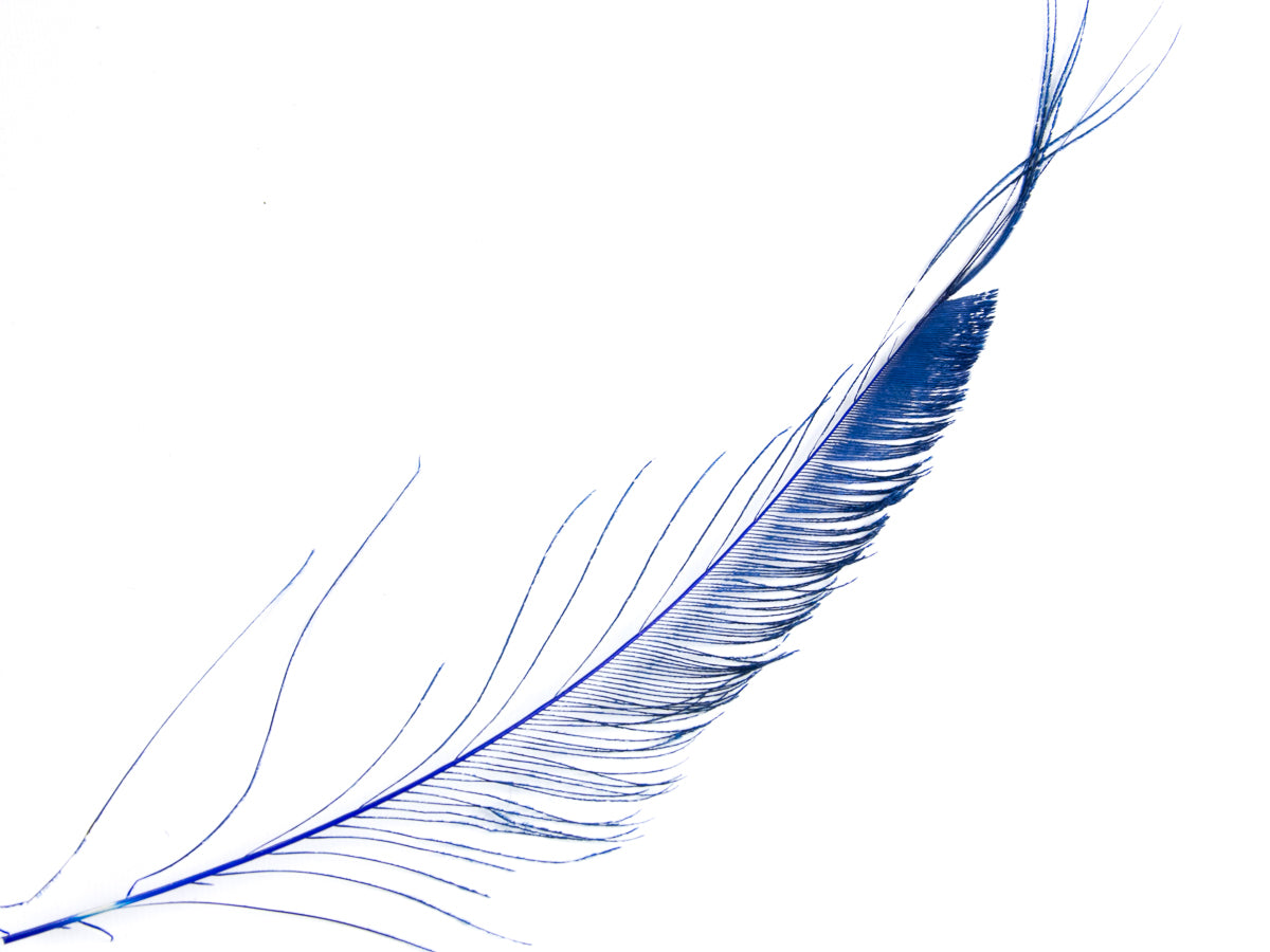 Peacock Sword Feather Dyed 25-30cm, Royal Blue
