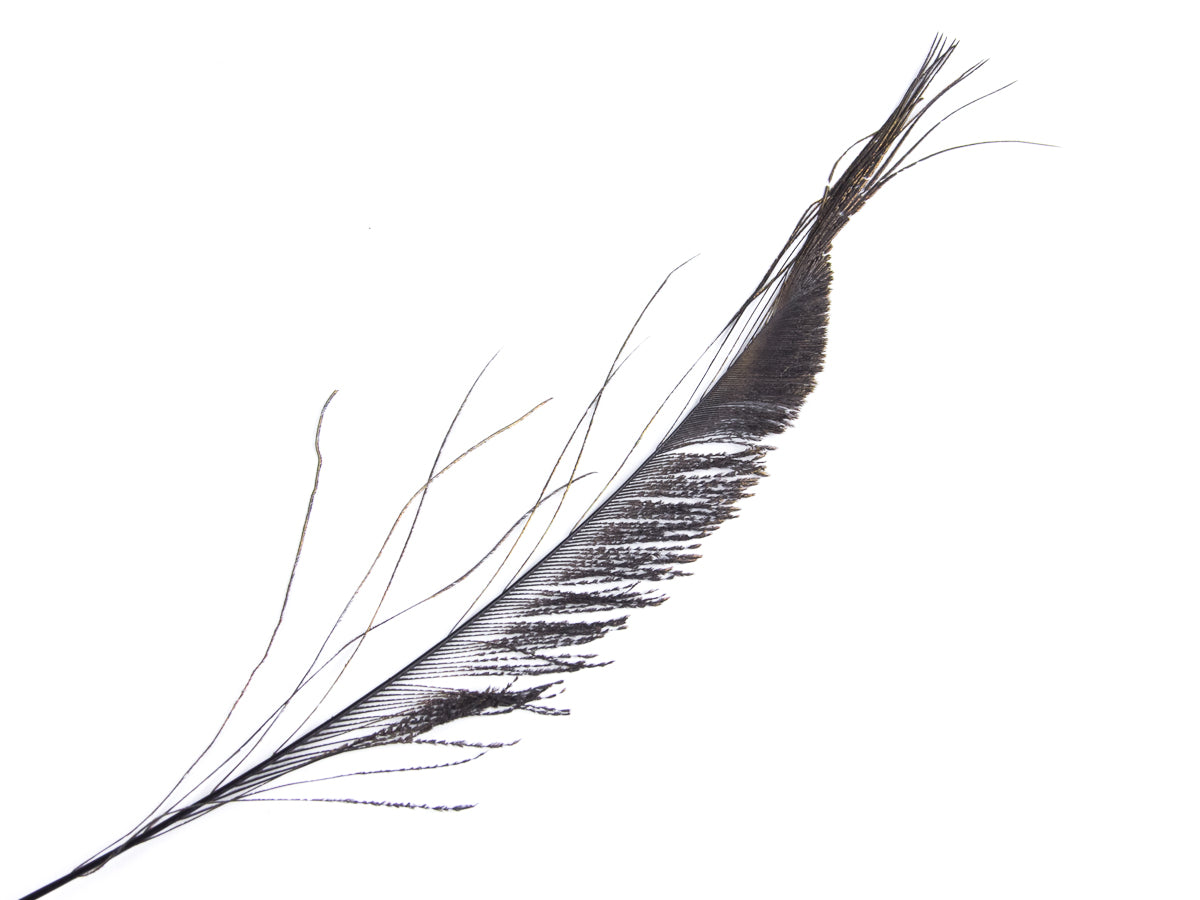 Peacock Sword Feather Dyed 25-30cm, Black