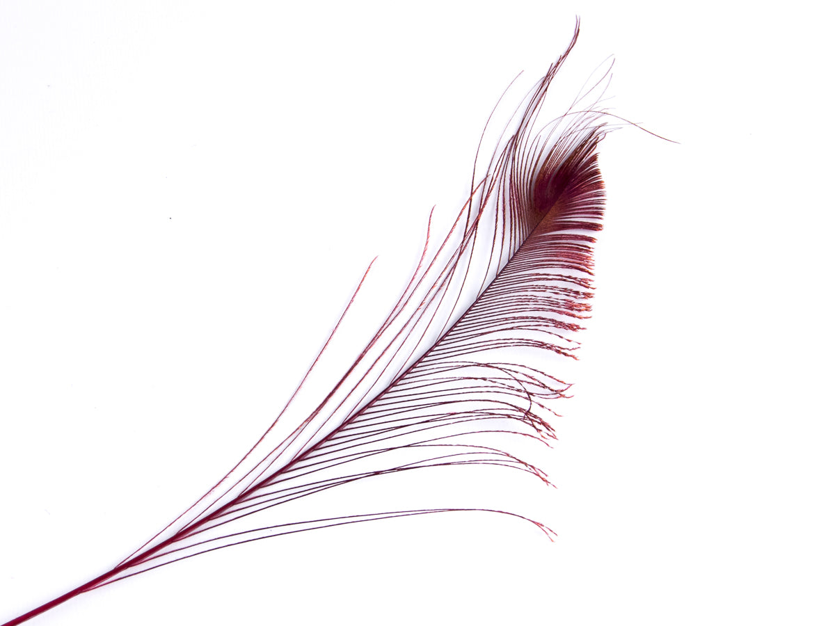 Peacock Sword Feather Dyed 25-30cm, Burgundy