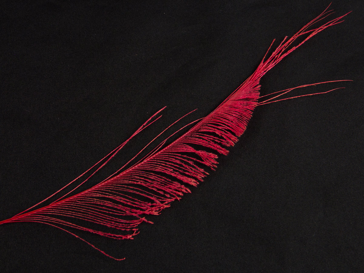 Peacock Sword Feather Dyed 25-30cm, Red