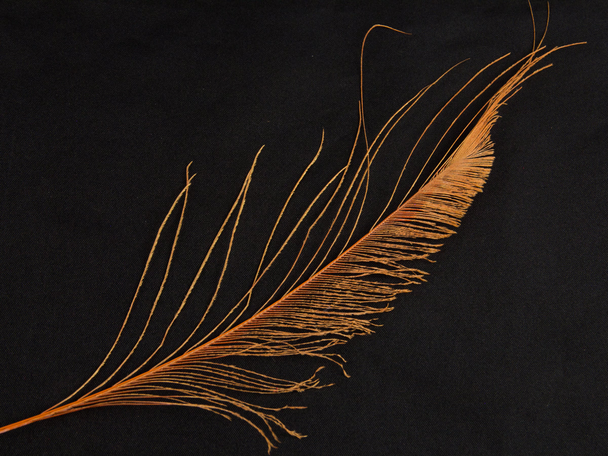 Peacock Sword Feather Dyed 25-30cm, Orange