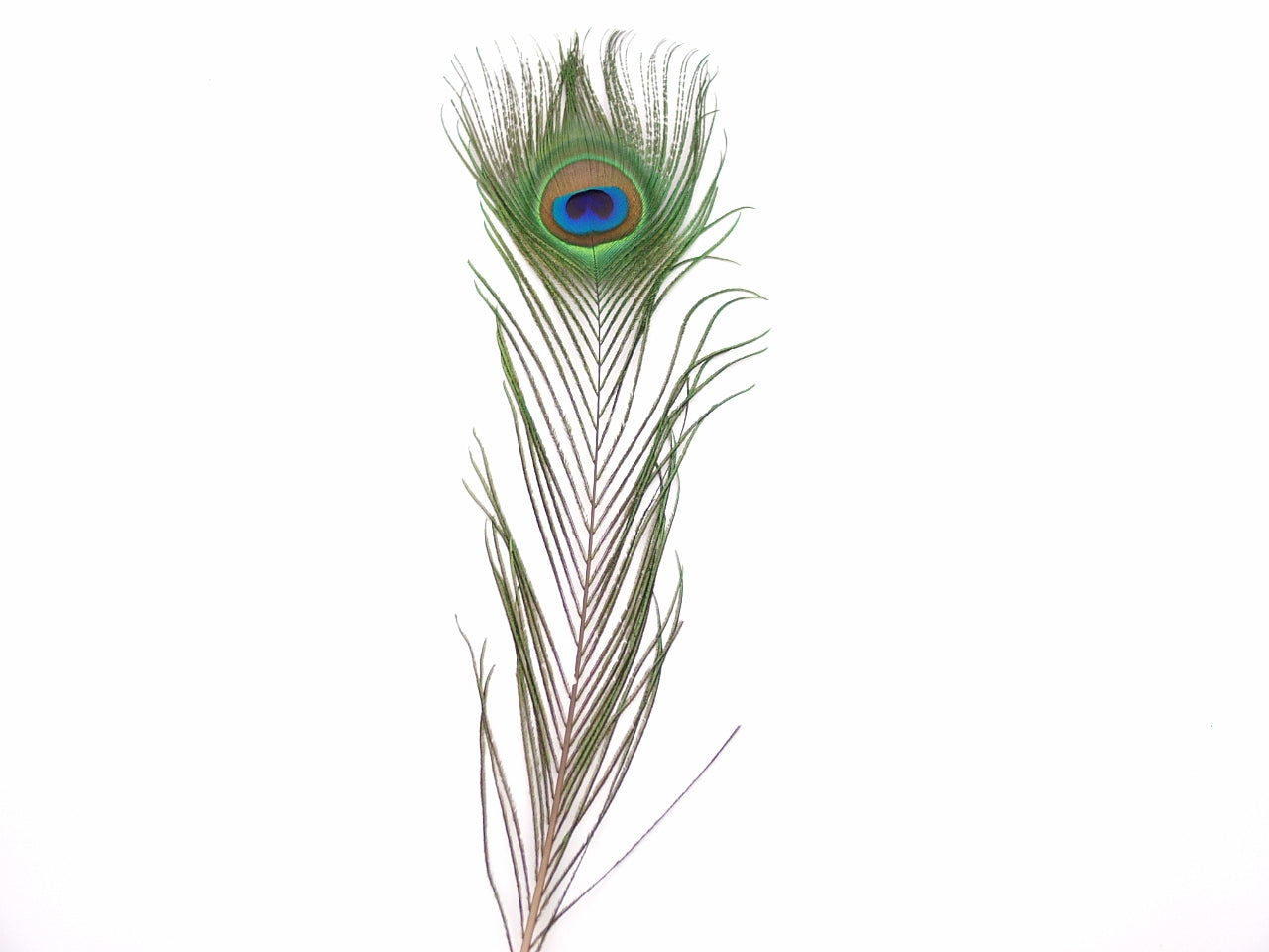 Peacock Tail Feather Cut