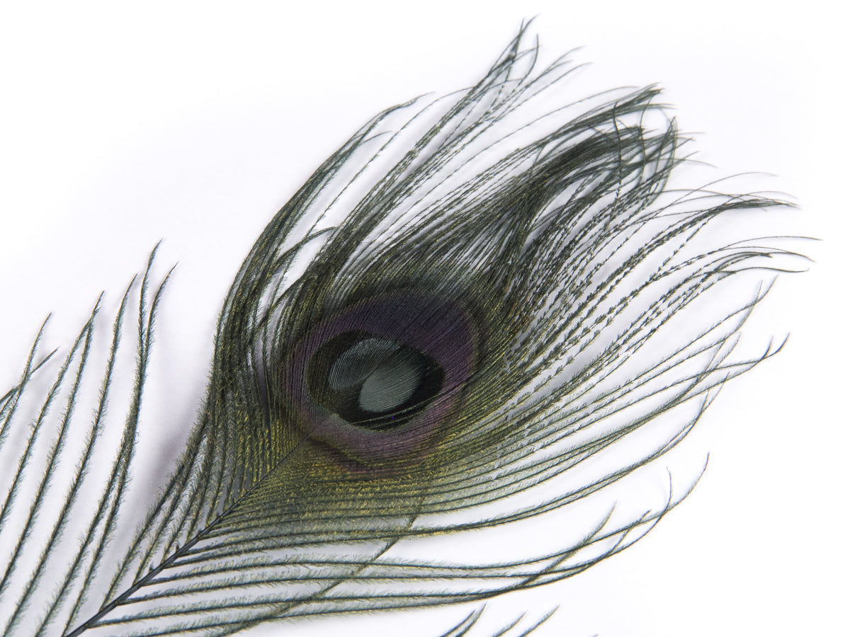 Peacock Eye Feather Dyed (25-30cm) 25-30cm, Bottle Green