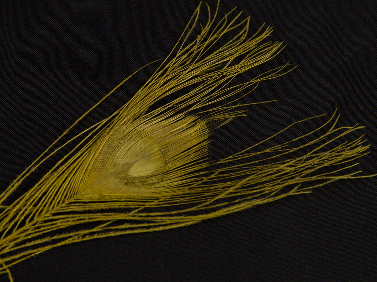 Peacock Eye Feather Dyed (25-30cm) 25-30cm, Gold