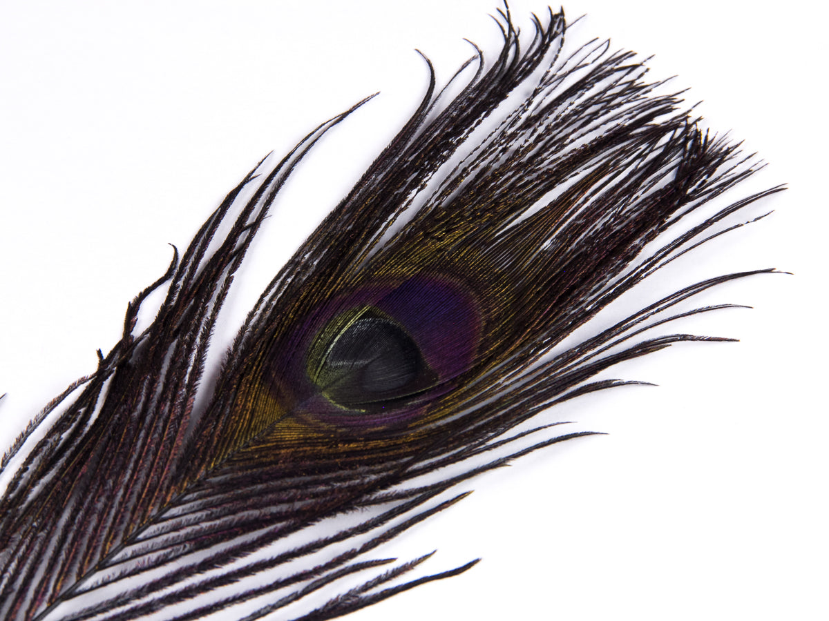 Peacock Eye Feather Dyed (25-30cm) 25-30cm, Black
