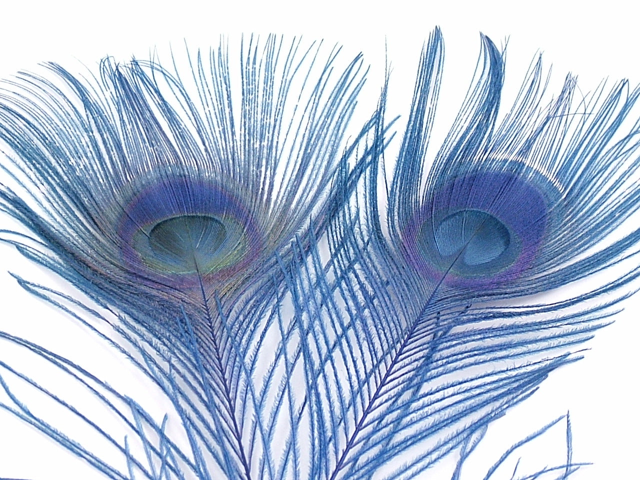 Peacock Tail Feather Cut Dyed