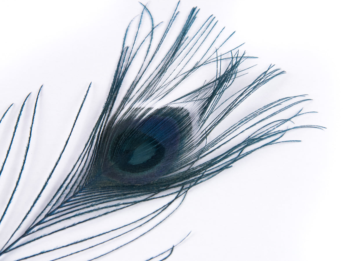 Peacock Eye Feather Dyed (25-30cm) 25-30cm, Turquoise