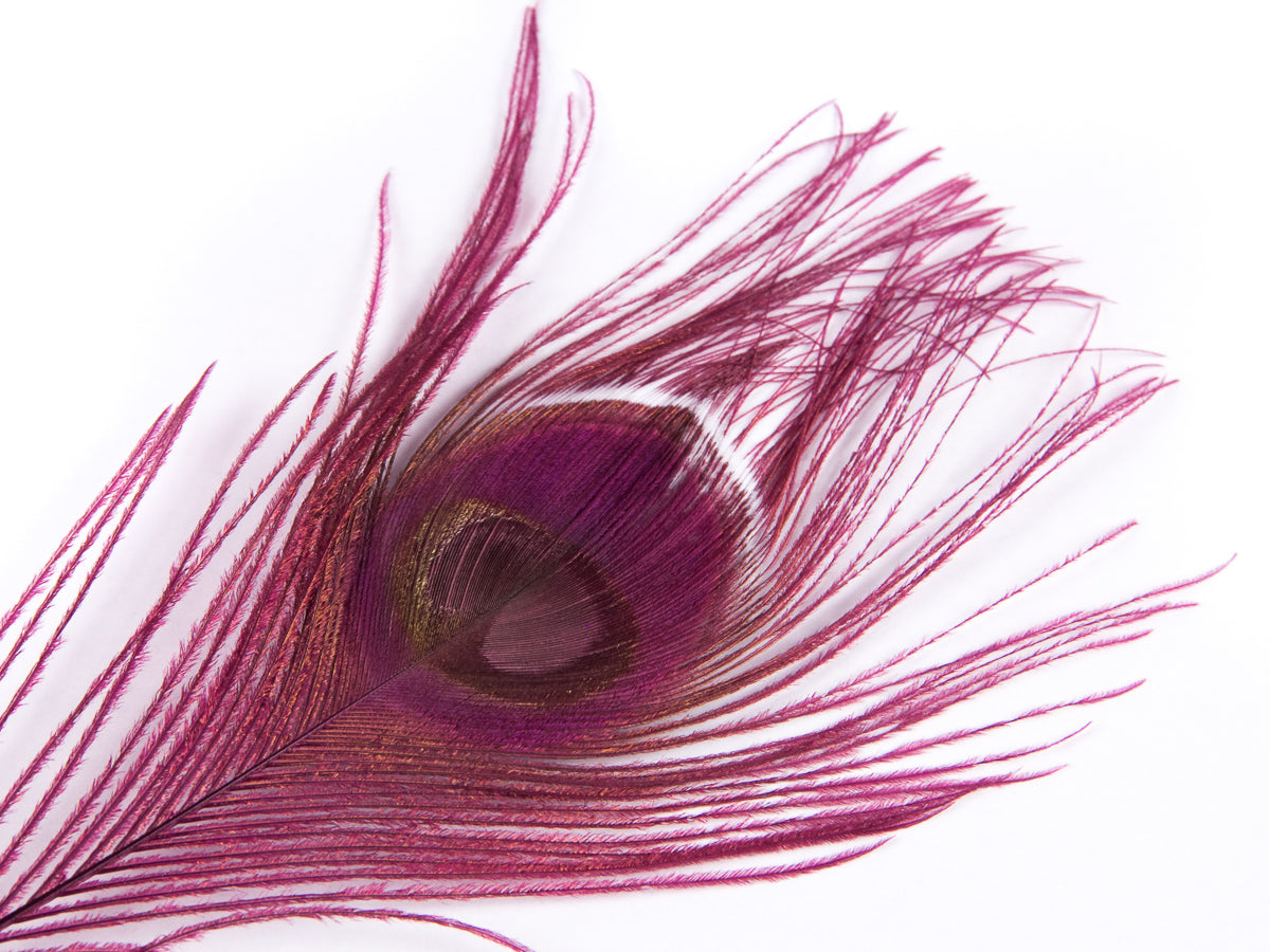 Peacock Eye Feather Dyed (25-30cm) 25-30cm, Fuchsia