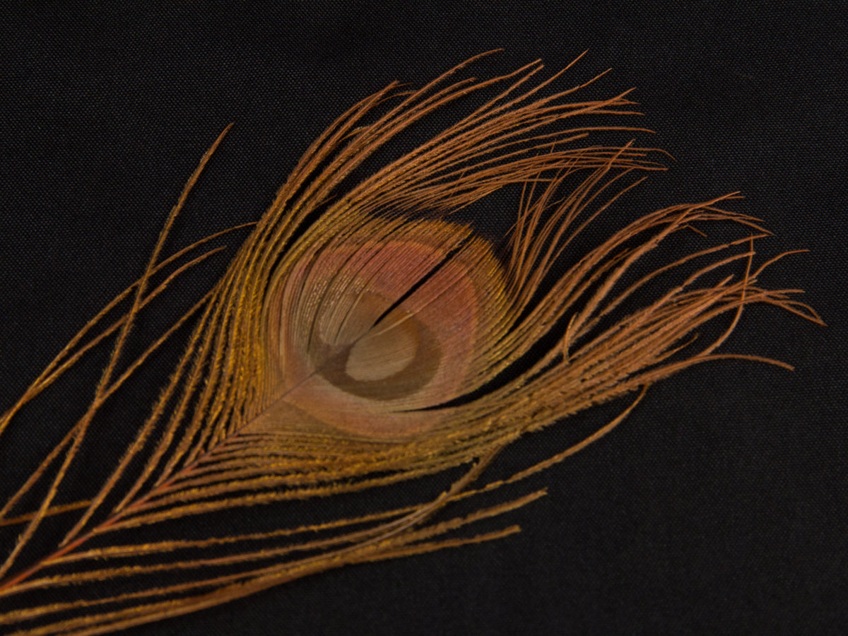 Peacock Eye Feather Dyed (25-30cm) 25-30cm, Orange
