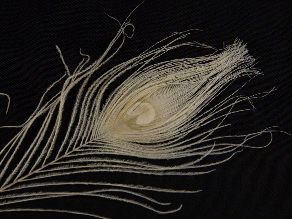 Peacock Eye Feather Dyed (25-30cm) 25-30cm, Bleached