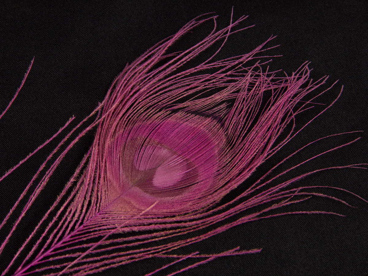 Peacock Eye Feather Dyed (25-30cm) 25-30cm, Shocking Pink