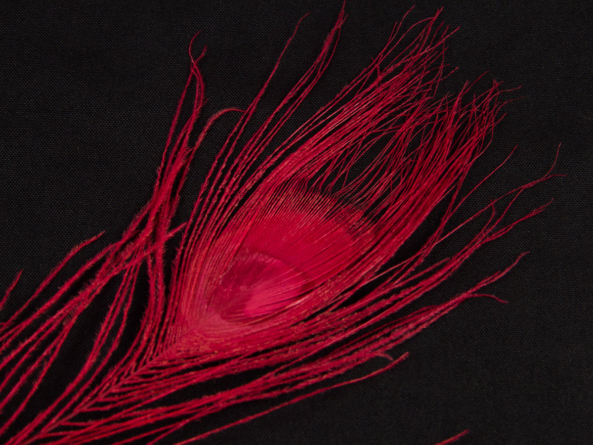 Peacock Eye Feather Dyed (25-30cm) 25-30cm, Red