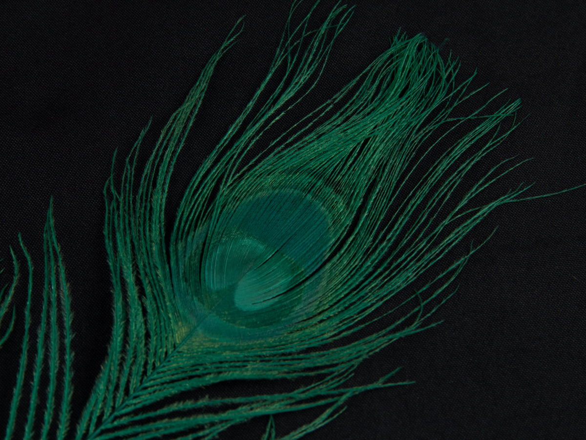 Peacock Eye Feather Dyed (25-30cm) 25-30cm, Emerald