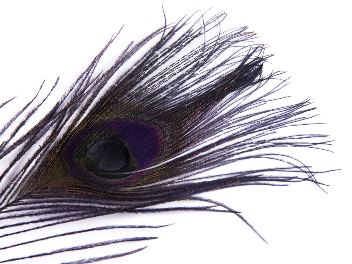 Peacock Eye Feather Dyed (25-30cm) 25-30cm, Navy