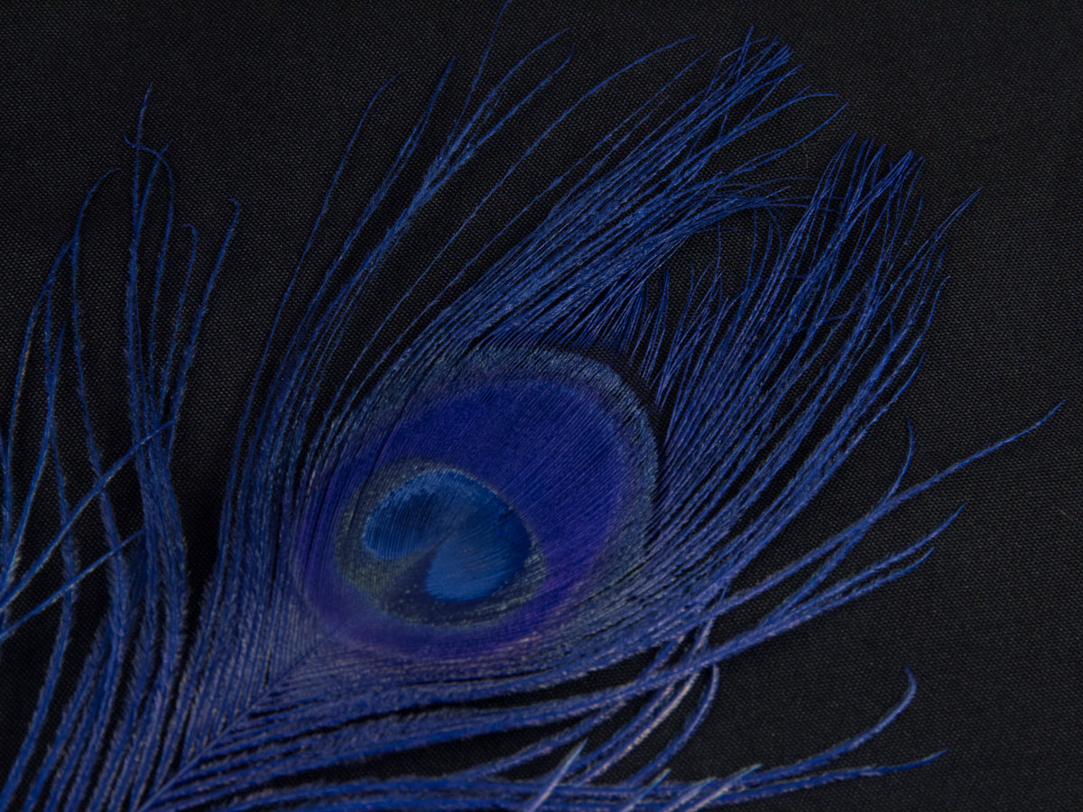 Peacock Eye Feather Dyed (25-30cm) 25-30cm, Royal Blue