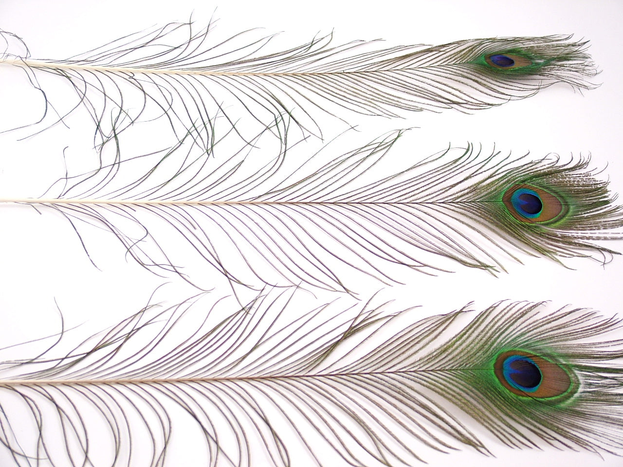 Peacock Tail Feather
