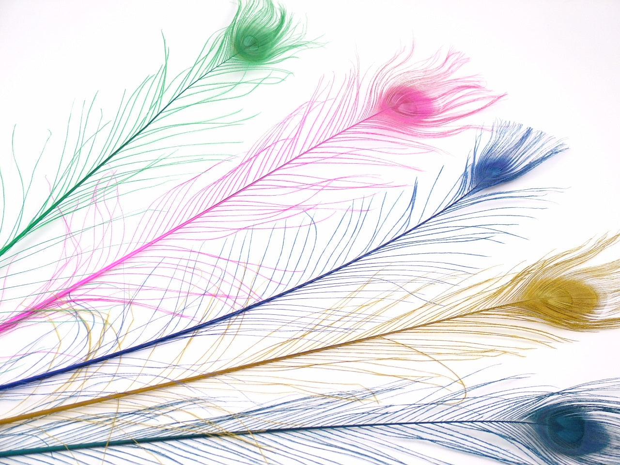 Peacock Tail Feather Dyed