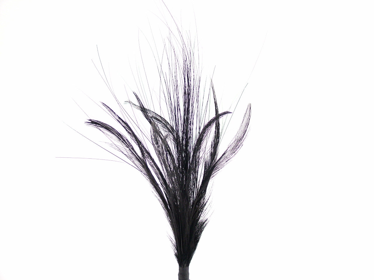 Imitation Bird of Paradise Hat Mount