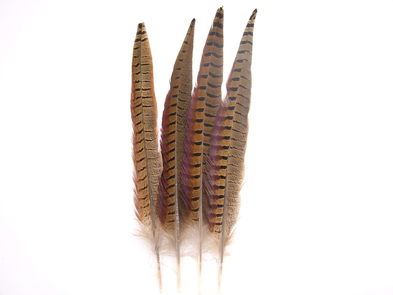 Ringneck Phesant Side Tail Feather