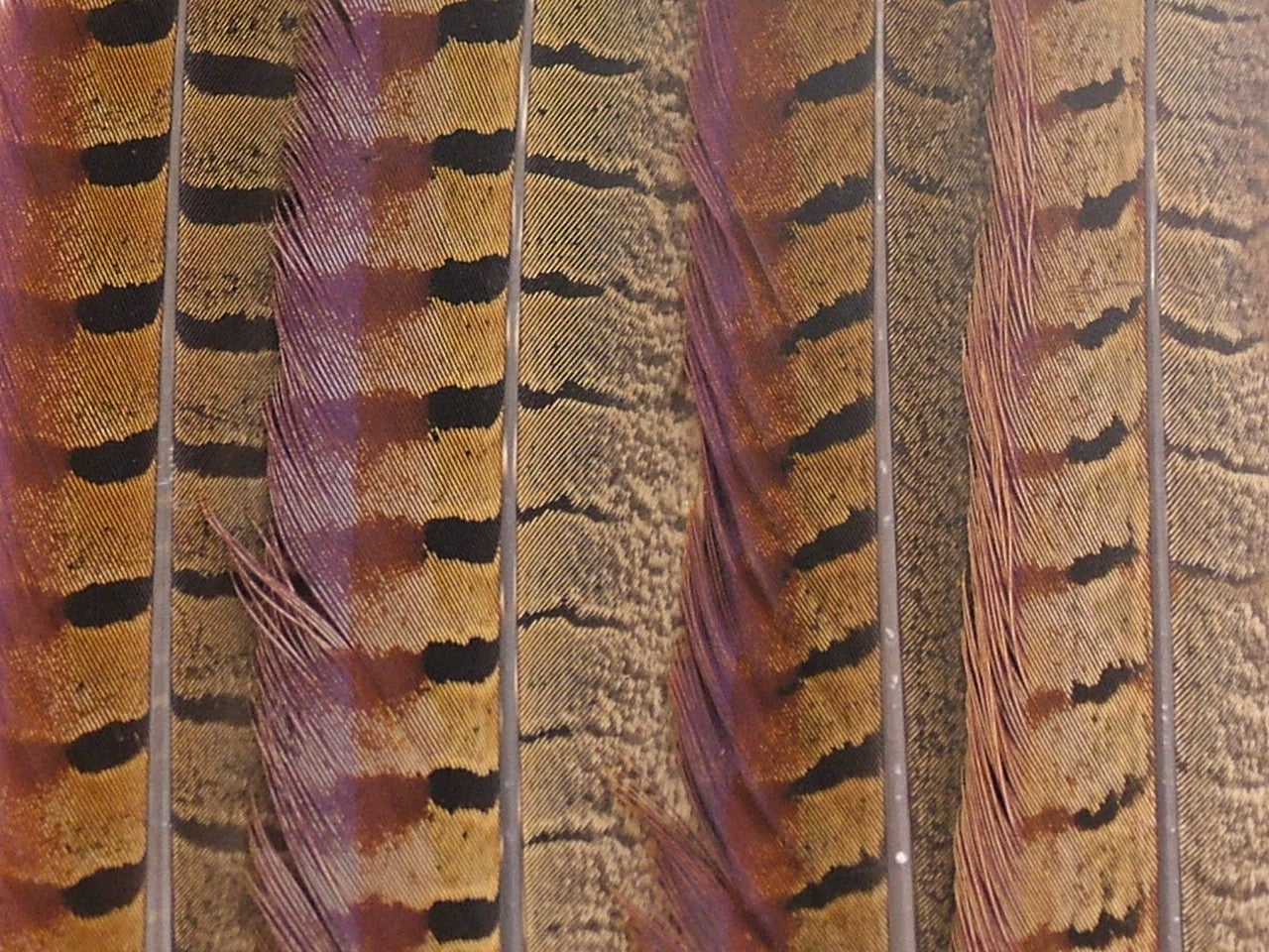 Ringneck Phesant Side Tail Feather