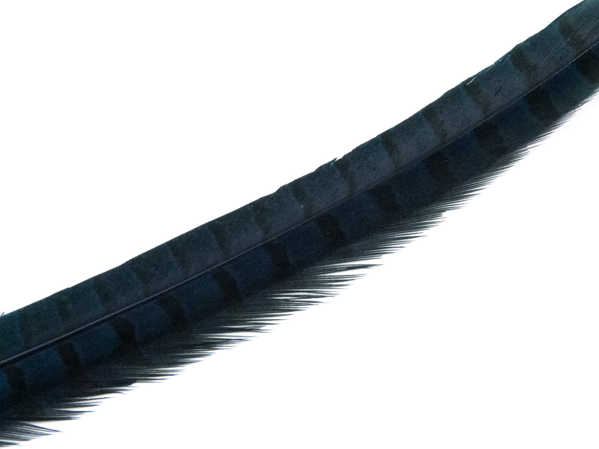 Ringneck Pheasant Side Tail Feather Dyed (25-35cm) 25-35cm, Navy