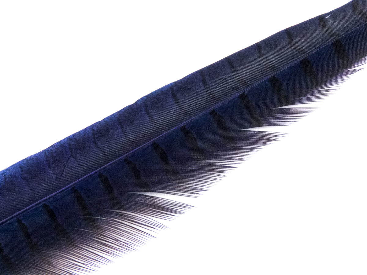 Ringneck Pheasant Side Tail Feather Dyed (25-35cm) 25-35cm, Royal