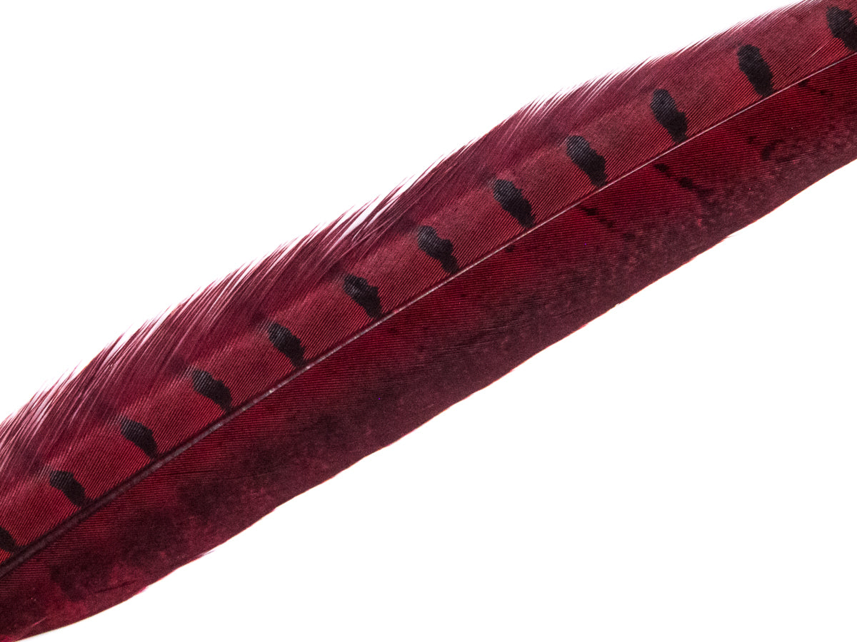 Ringneck Pheasant Side Tail Feather Dyed (25-35cm) 25-35cm, Red