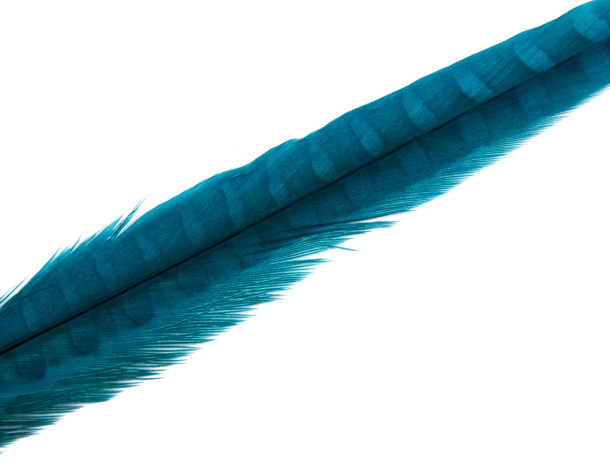 Ringneck Pheasant Side Tail Feather Dyed (25-35cm) 25-35cm, Deep Turquoise