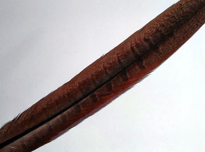 Ringneck Pheasant Side Tail Feather Dyed (25-35cm) 25-35cm, Chocolate
