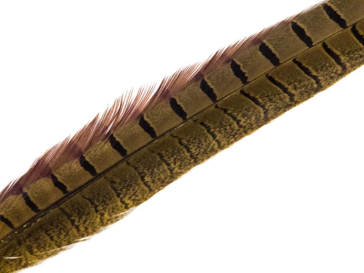 Ringneck Pheasant Side Tail Feather Dyed (25-35cm) 25-35cm, Gold