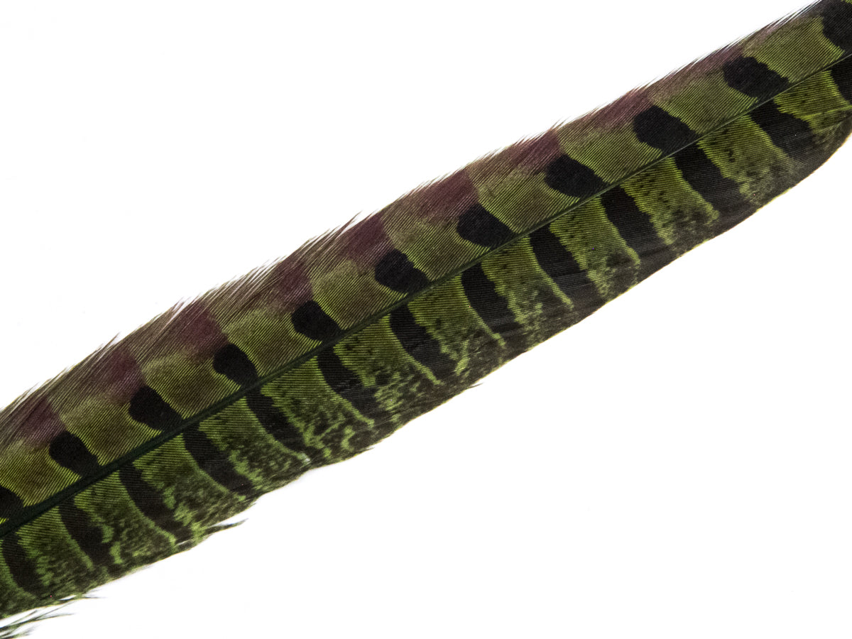Ringneck Pheasant Side Tail Feather Dyed (25-35cm) 25-35cm, Lime