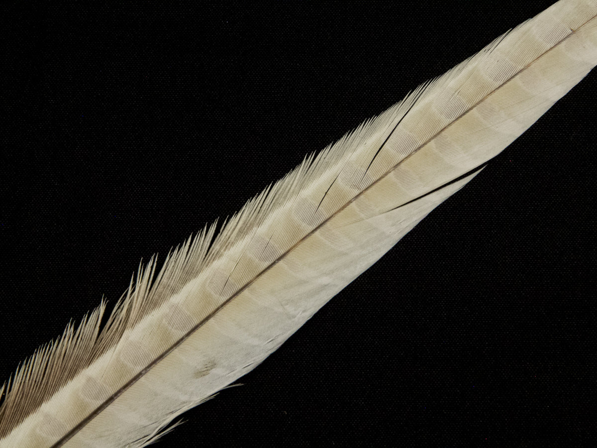 Ringneck Pheasant Side Tail Feather Dyed (25-35cm) 25-35cm, Bleached