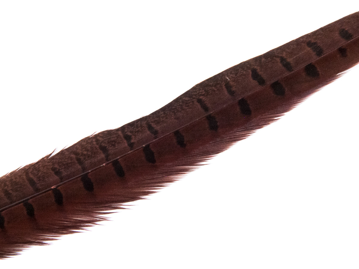 Ringneck Pheasant Side Tail Feather Dyed (25-35cm) 25-35cm, Rust