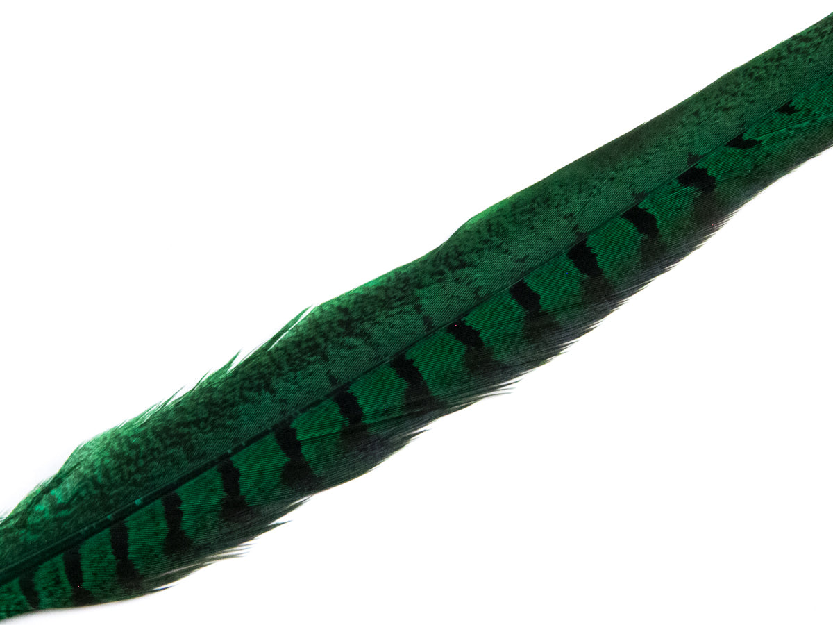 Ringneck Pheasant Side Tail Feather Dyed (25-35cm) 25-35cm, Emerald