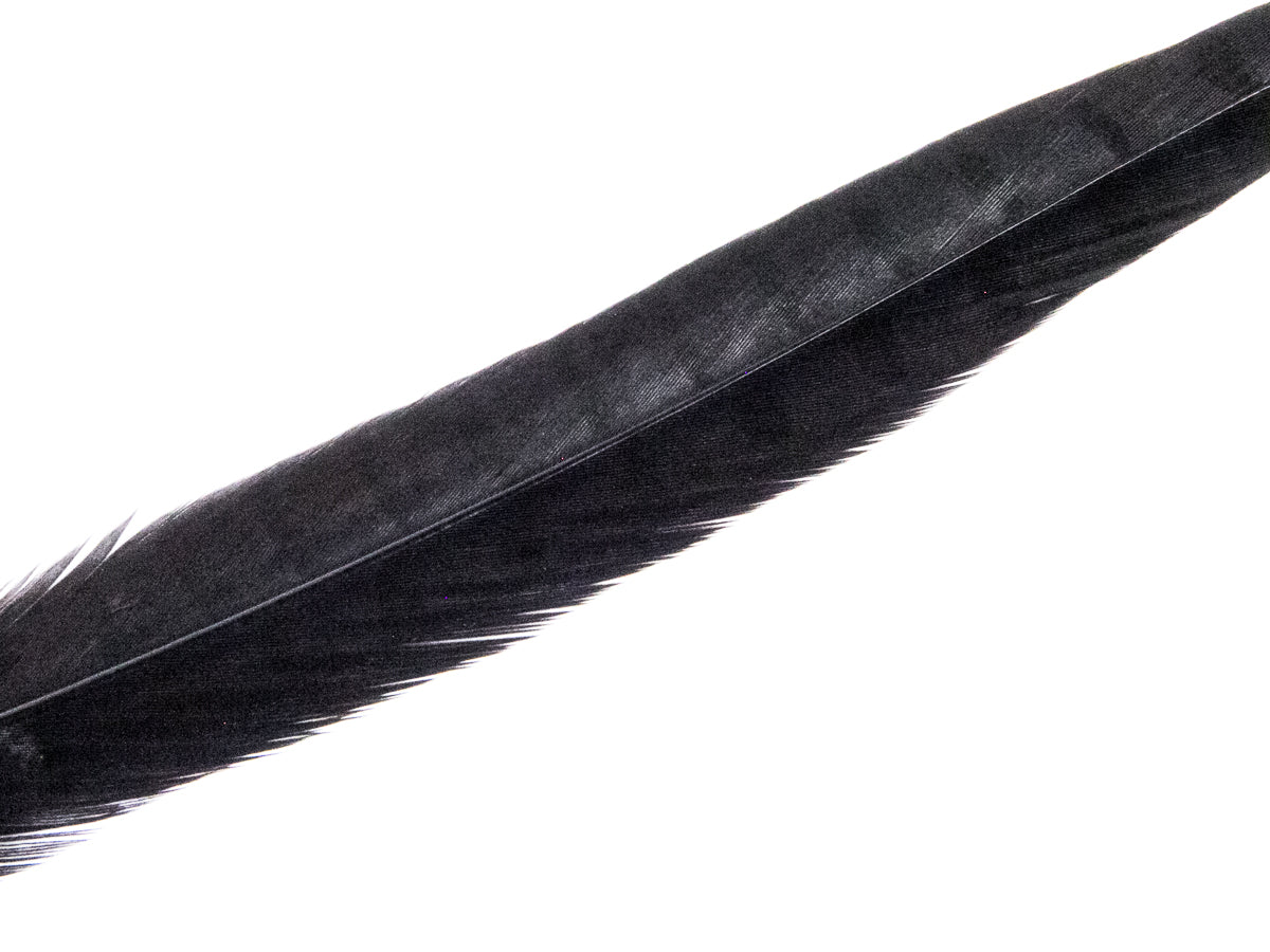 Ringneck Pheasant Side Tail Feather Dyed (25-35cm) 25-35cm, Black
