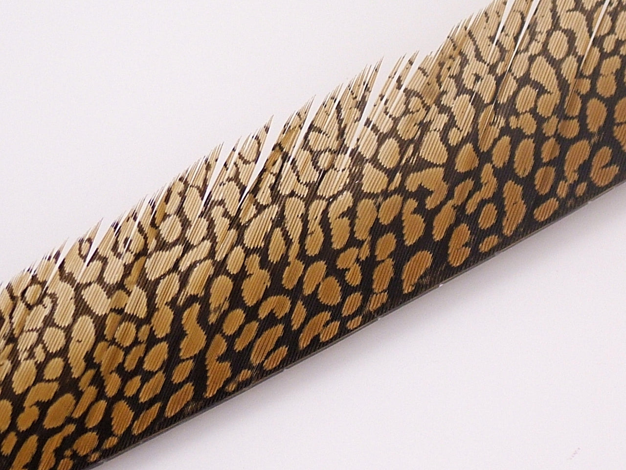 Golden Pheasant Centre Tail Feather